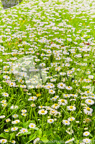 Image of Glade beautiful little daisy, close-up
