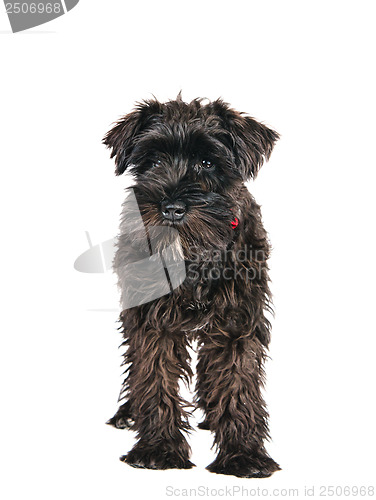 Image of miniature schnauzer is isolated on a white background