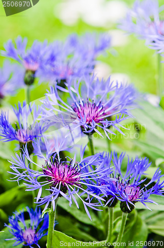 Image of Beautiful cornflowers in the meadow, close-up