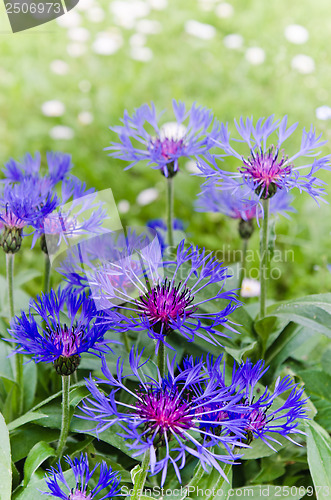 Image of Beautiful cornflowers in the meadow, close-up