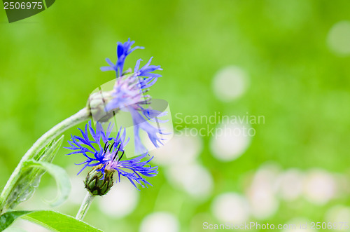 Image of Beautiful cornflowers in the meadow, close-up