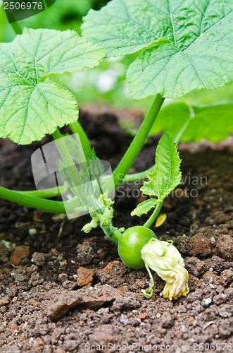 Image of The emerging on a bed of pumpkin fruit, close-up