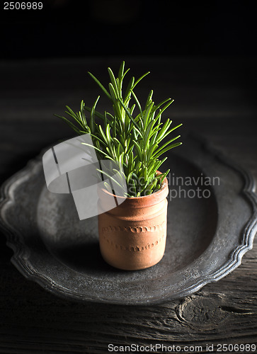 Image of Rosemary