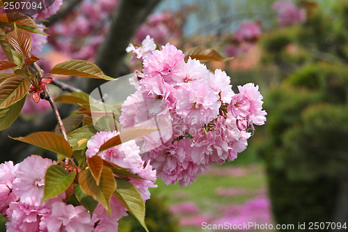 Image of Pink cherry blossom