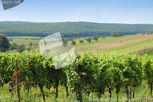 Image of Austria vineyard