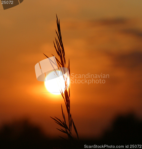 Image of grain at sunset