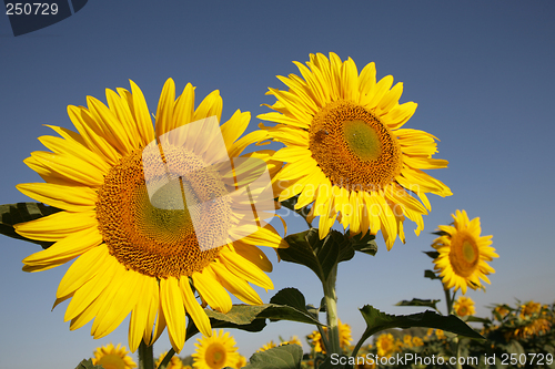 Image of Sunflower in field