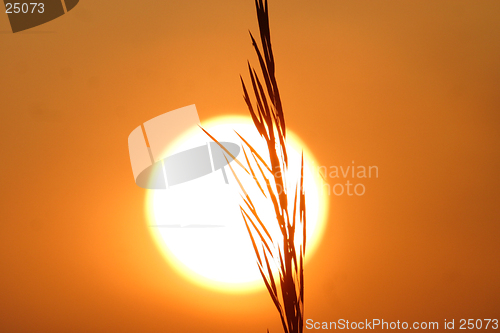 Image of grain at sunset
