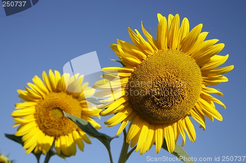 Image of Sunflowers in field