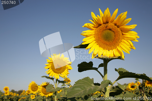 Image of Sunflower in field