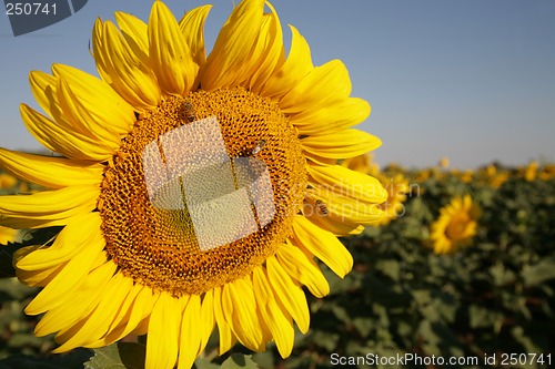 Image of Sunflower in field