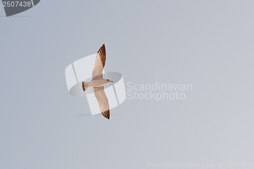 Image of the seagull soaring in the sky