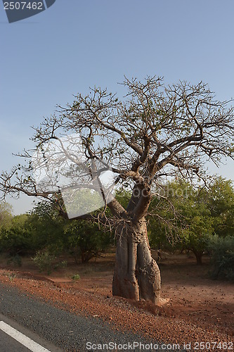 Image of baobab