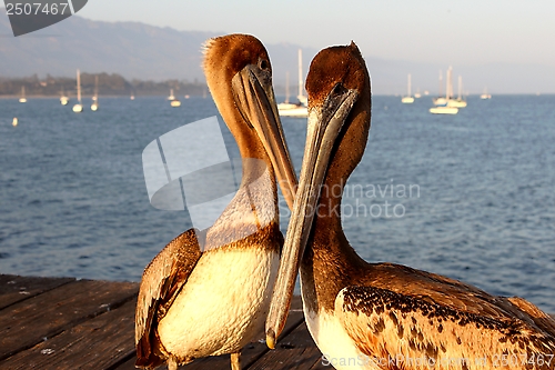 Image of California Pelicans