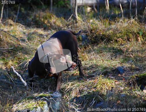 Image of Hunting dog