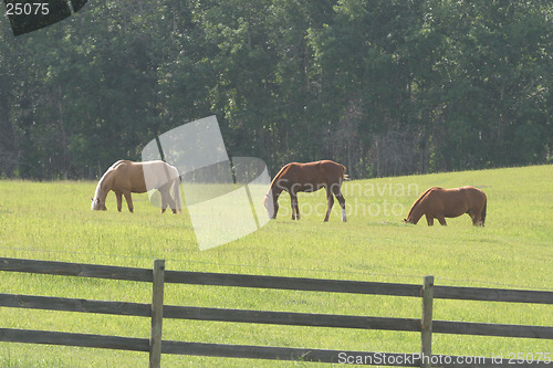 Image of three horses grazing