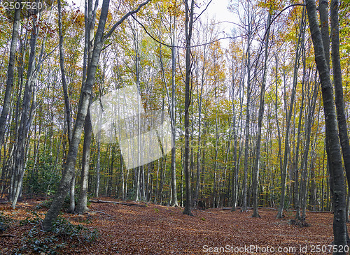 Image of Autumn Colors