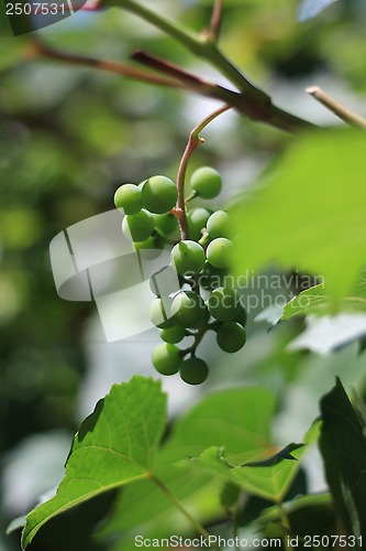 Image of grapes