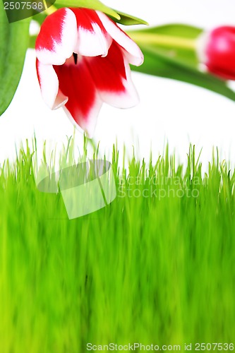 Image of tulip and meadow