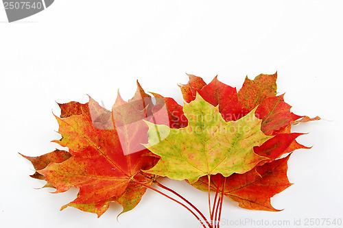 Image of autumn leaves