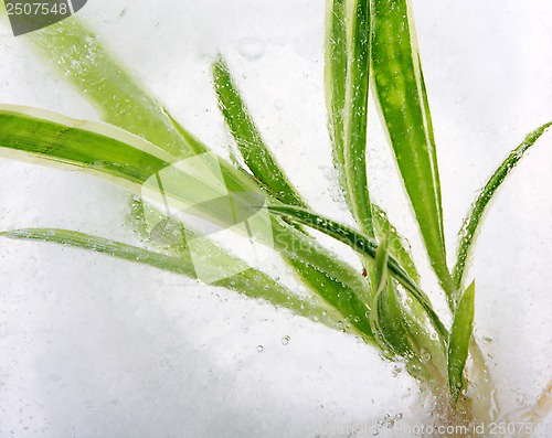 Image of plants in ice cube