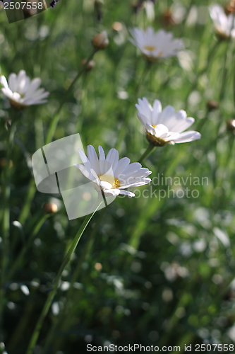 Image of flowers