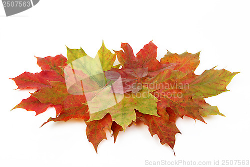 Image of autumn leaves