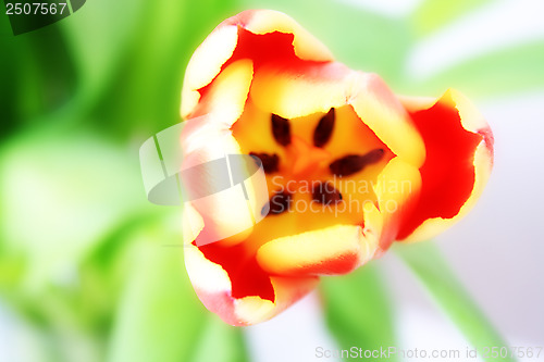 Image of tulip, flower