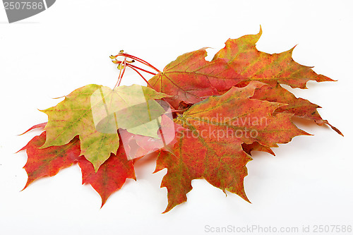 Image of leaves, fall