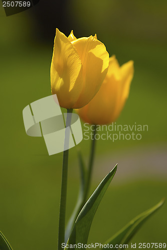 Image of flowers, tulip