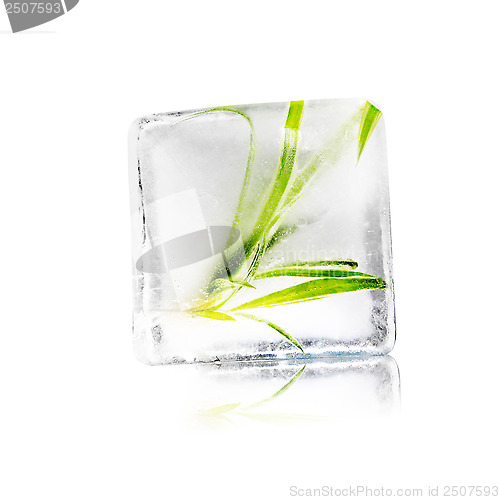 Image of plant in ice cube