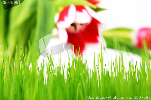 Image of tulip and meadow