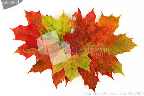 Image of autumn leaves