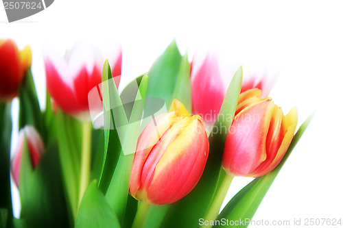 Image of tulip, flowers
