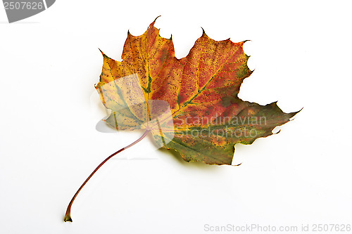 Image of autumn leaf