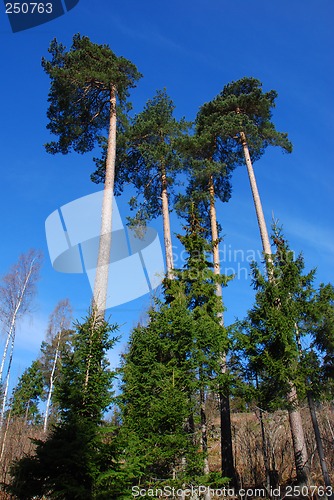 Image of Four pinetrees