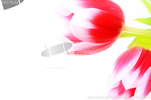 Image of flowers, tulip