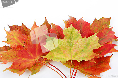 Image of autumn leaves