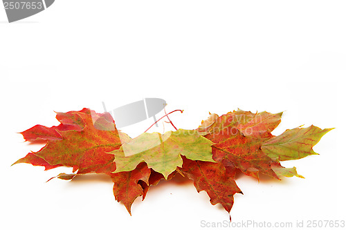 Image of autumn leaves