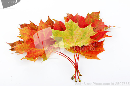 Image of autumn leaves