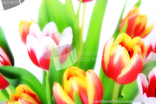 Image of flowers, tulip