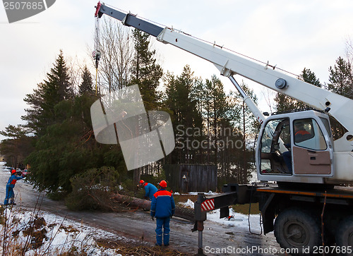 Image of Rescue workers removed the tree felled by Hurricane