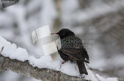 Image of frozen starling