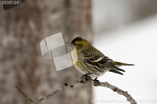 Image of male siskin