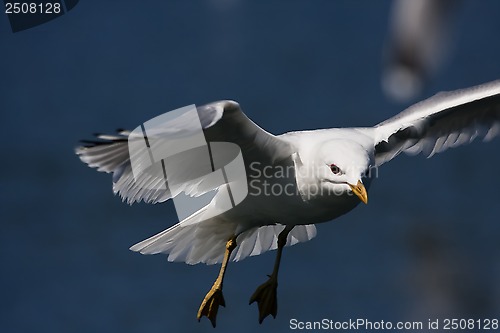 Image of herring gull