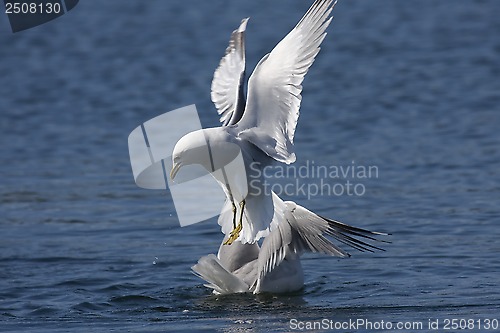 Image of seagulls