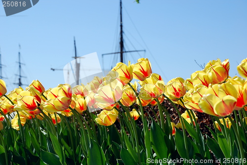 Image of Tulips - Rådhusplassen