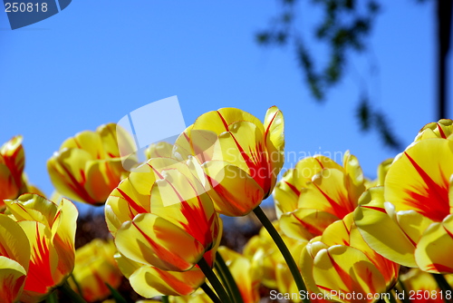 Image of Tulips