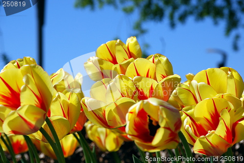 Image of Tulips 2
