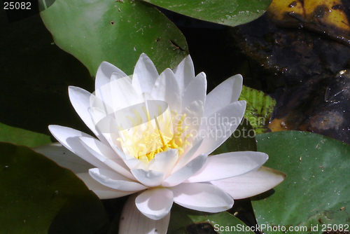 Image of Water Lilly